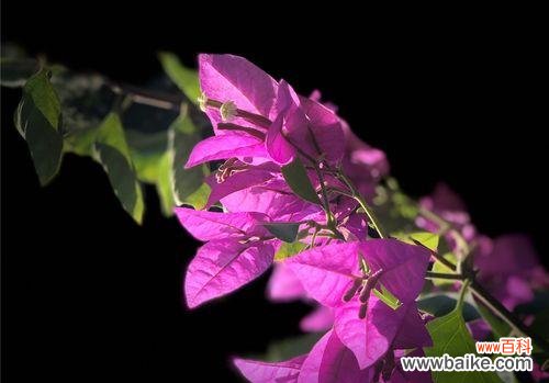 美丽的三角梅花开启生命的寓意 三角梅的含义与花语