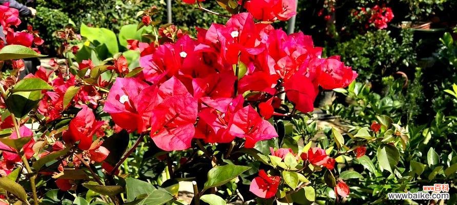 探索三角梅绽放的奇妙世界 三角梅开花的寓意与意义