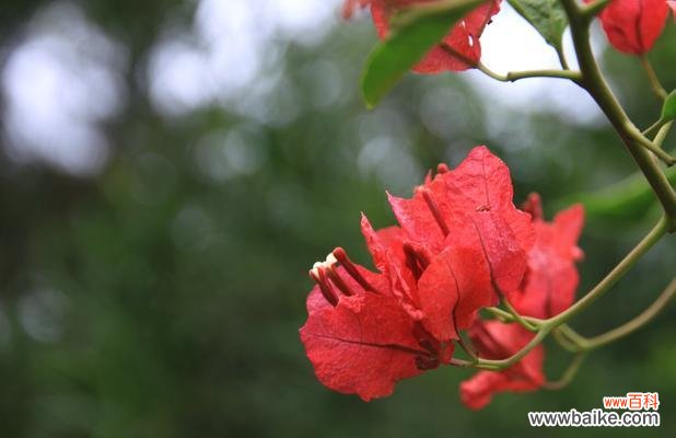 解读三角梅花语言的深层寓意 三角梅花语的来历与意义
