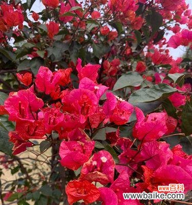 解读三角梅花语言的深层寓意 三角梅花语的来历与意义