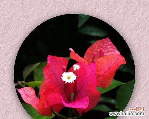 探寻三角梅花语及描写的魅力 三角梅花的美丽与意义