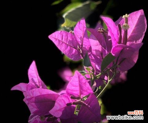 凋落的心 三角梅花语