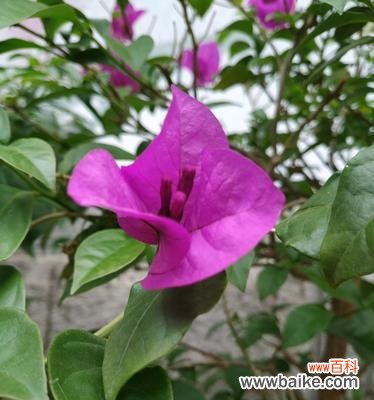 凋落的心 三角梅花语