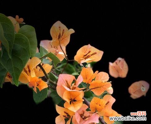 凋落的心 三角梅花语