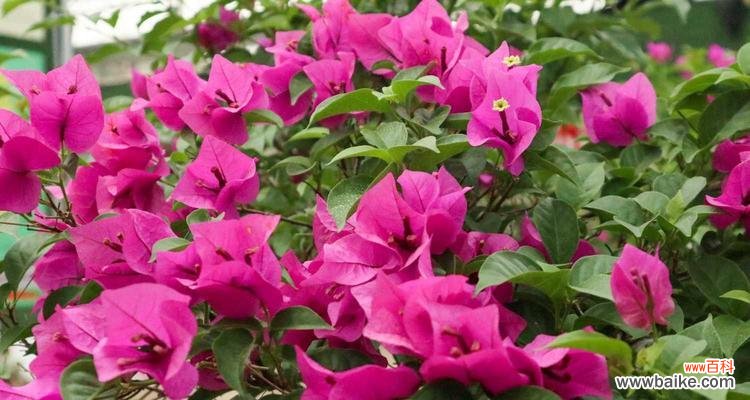 探寻三角梅摘心的意义及养护方法 以三角梅摘心,赋予美丽新生