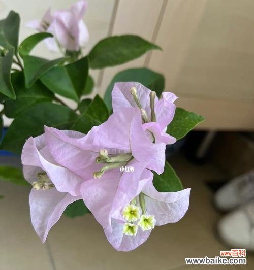 探寻三角梅摘心的意义及养护方法 以三角梅摘心,赋予美丽新生