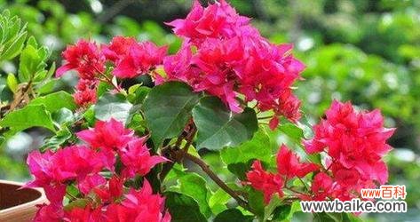 探寻三角梅摘心的意义及养护方法 以三角梅摘心,赋予美丽新生