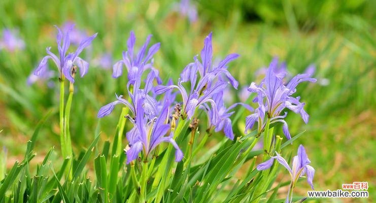 探索紫边碧玉椒草的神奇功效和隐含的意义 紫边碧玉椒草的作用与花语