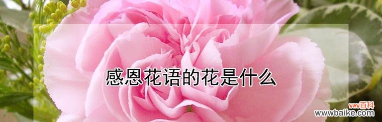 探索紫边碧玉椒草的神奇功效和隐含的意义 紫边碧玉椒草的作用与花语