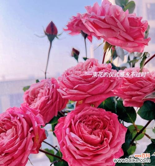 揭开朱丽叶玫瑰花语的真正含义 朱丽叶玫瑰花语