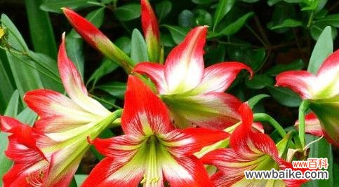 探寻朱顶红花语与传说 朱顶红的花语和传说