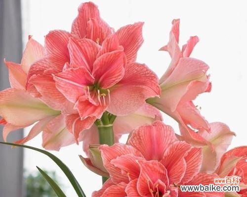 探寻朱顶红花语与传说 朱顶红的花语和传说