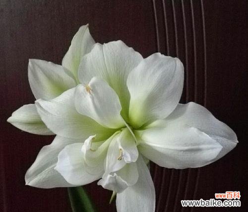 探寻朱顶红花语与传说 朱顶红的花语和传说