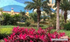 探寻紫荆花在珠海市的重要地位与意义 珠海市花——紫荆花的美丽与象征