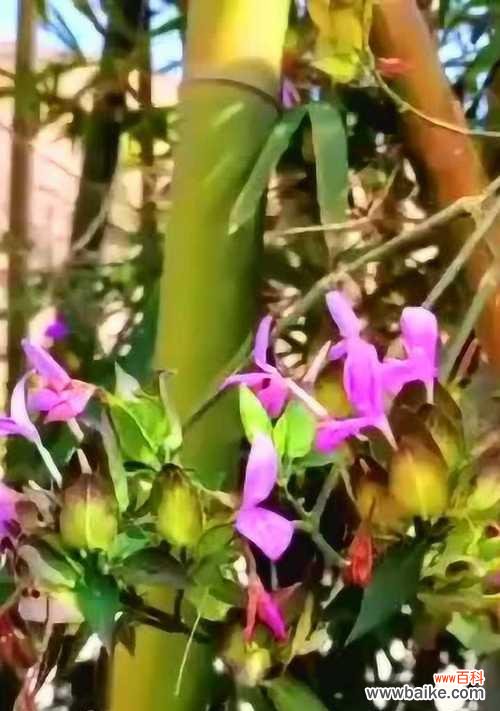 竹子开花的意义和预兆 竹子开花——寓意与象征