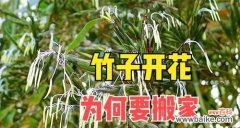 竹子开花的意义和预兆 竹子开花——寓意与象征