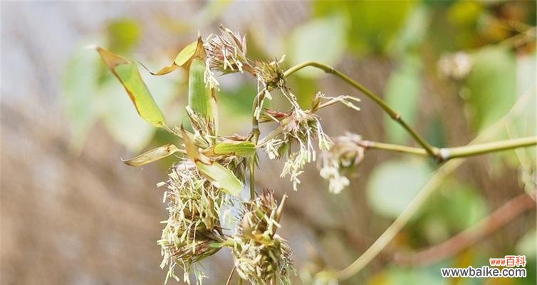 探寻竹子开花的奥秘和象征意义 竹子开花的原因及寓意