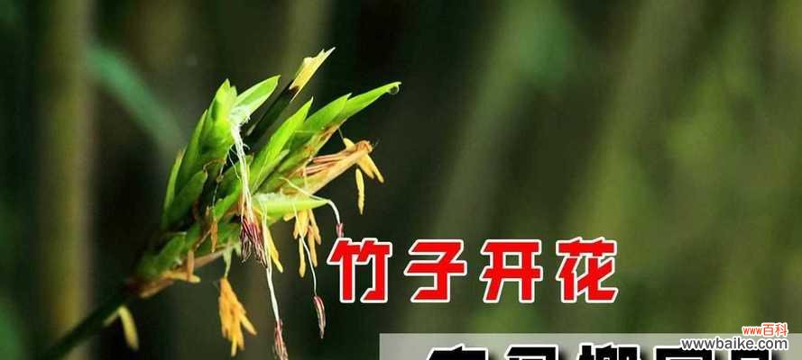 探寻竹子开花的奥秘和象征意义 竹子开花的原因及寓意