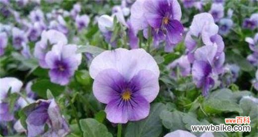 探寻紫罗兰的秘密之旅 紫罗兰的花语与传说