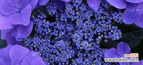 探寻紫罗兰的秘密之旅 紫罗兰的花语与传说