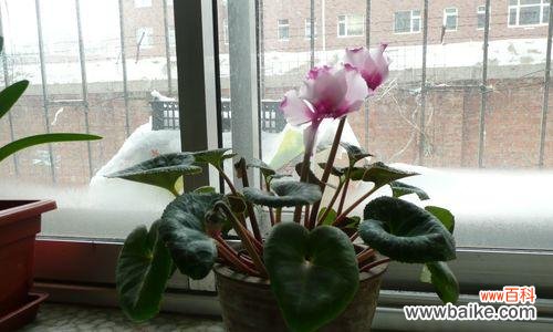 探寻花朵背后的象征意义 以仙客来花的寓意