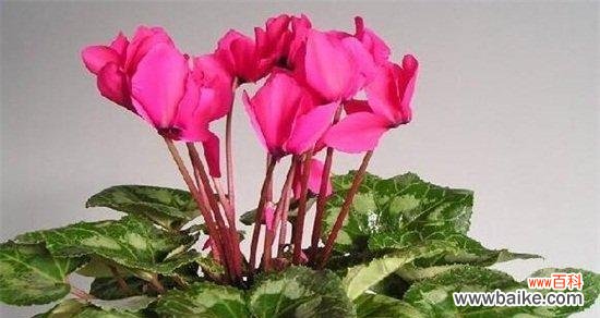 探寻花朵背后的象征意义 以仙客来花的寓意