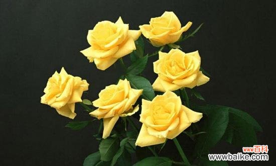 11朵黄玫瑰的传递之道 黄玫瑰的花语意思