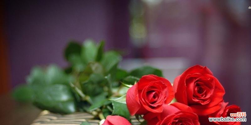 花语中的爱情寓意 11朵玫瑰花的寓意
