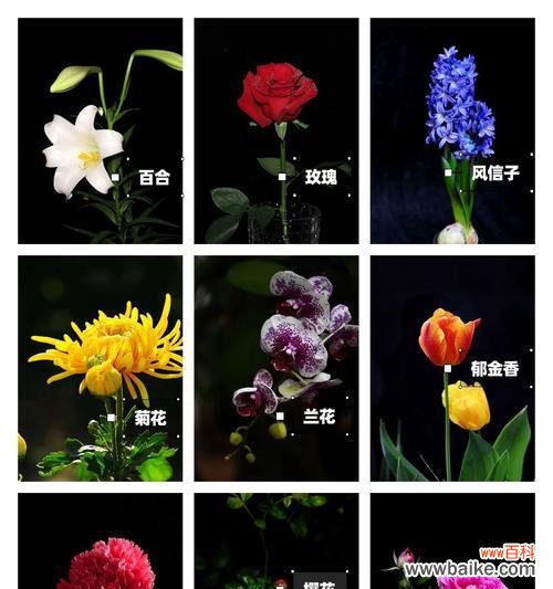 以滴水观音的寓意探寻菩萨心态的真谛 滴水观音