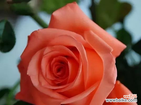 浪漫 80朵玫瑰花花语的意义