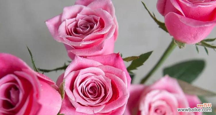 浪漫 80朵玫瑰花花语的意义