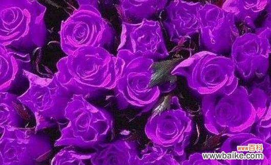 以75朵玫瑰花的花语为主题 玫瑰花的花语传递的爱情意义