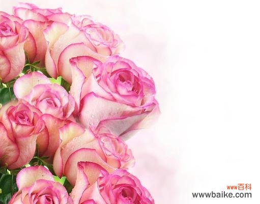 以75朵玫瑰花的花语为主题 玫瑰花的花语传递的爱情意义