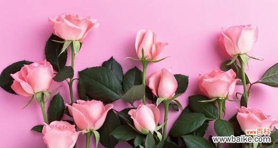 浪漫爱情的象征 玫瑰花语之深情厚意——以67朵玫瑰花的花语代表什么意思