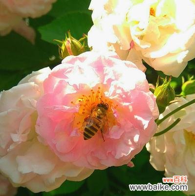 探寻安庆市花月季的历史渊源和文化象征 安庆市花月季的寓意与美丽魅力