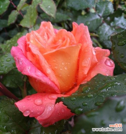 探寻安庆市花月季的历史渊源和文化象征 安庆市花月季的寓意与美丽魅力