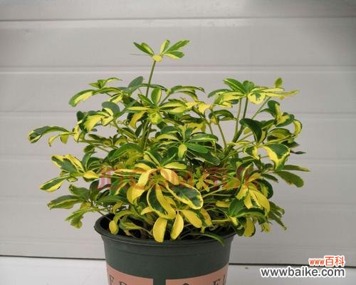 财运亨通 以八方来财树开花预示着什么意思