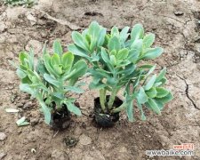 探寻八宝景天的瑞气源泉——养生 八宝景天的风水寓意与摆放位置