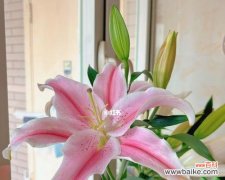 揭开白百合的寓意 白百合的花语与意义