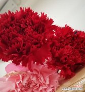 纯洁无瑕的花朵 白康乃馨花语