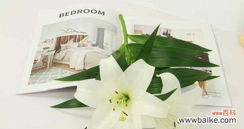 探索纯洁和爱的象征 白百合花语的美丽意义