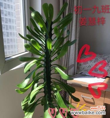 探索霸王鞭在风水中的奇妙之处 霸王鞭的风水寓意与摆放位置