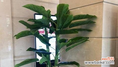 揭秘芭蕉树的风水寓意与作用 芭蕉树风水之奇妙力量
