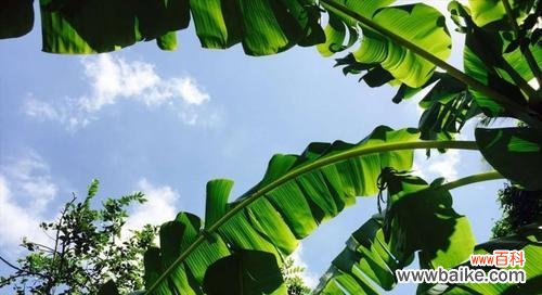 揭秘芭蕉树的风水寓意与作用 芭蕉树风水之奇妙力量