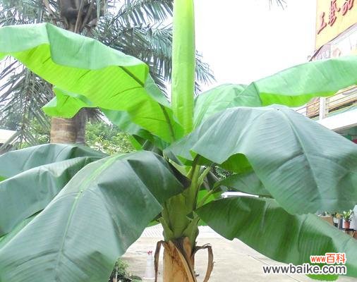 揭秘芭蕉树的风水寓意与作用 芭蕉树风水之奇妙力量