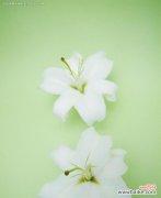 探寻白百何花的意义与象征 白百何花