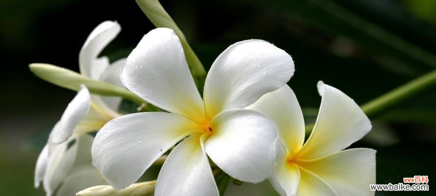 探寻白百何花的意义与象征 白百何花