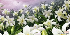 解读白百合花的花语 白百合花语的深刻含义