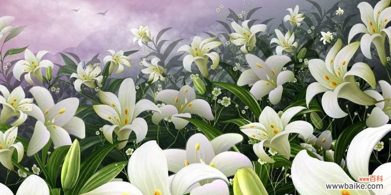 解读白百合花的花语 白百合花语的深刻含义
