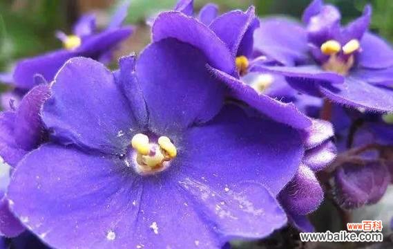 掌握紫罗兰的养护技巧 紫罗兰的养护和花语